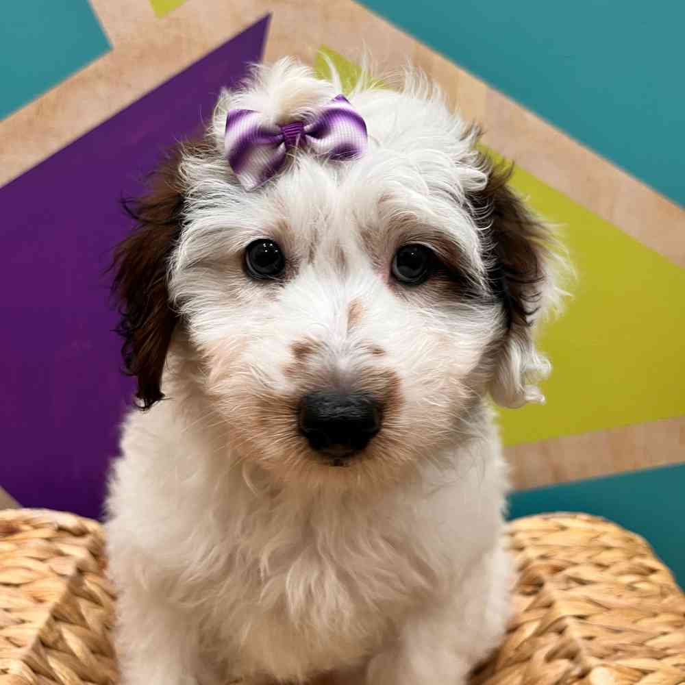 carousel pet images