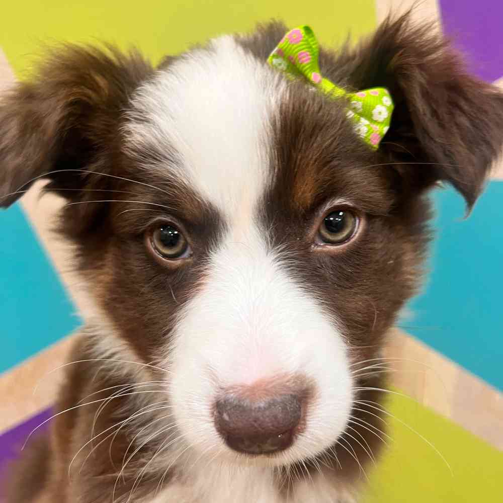 carousel pet images