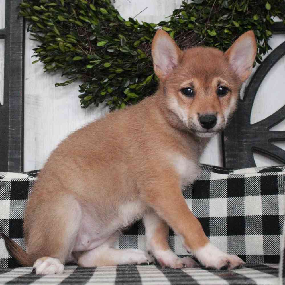 Female Shiba Inu Puppy for sale