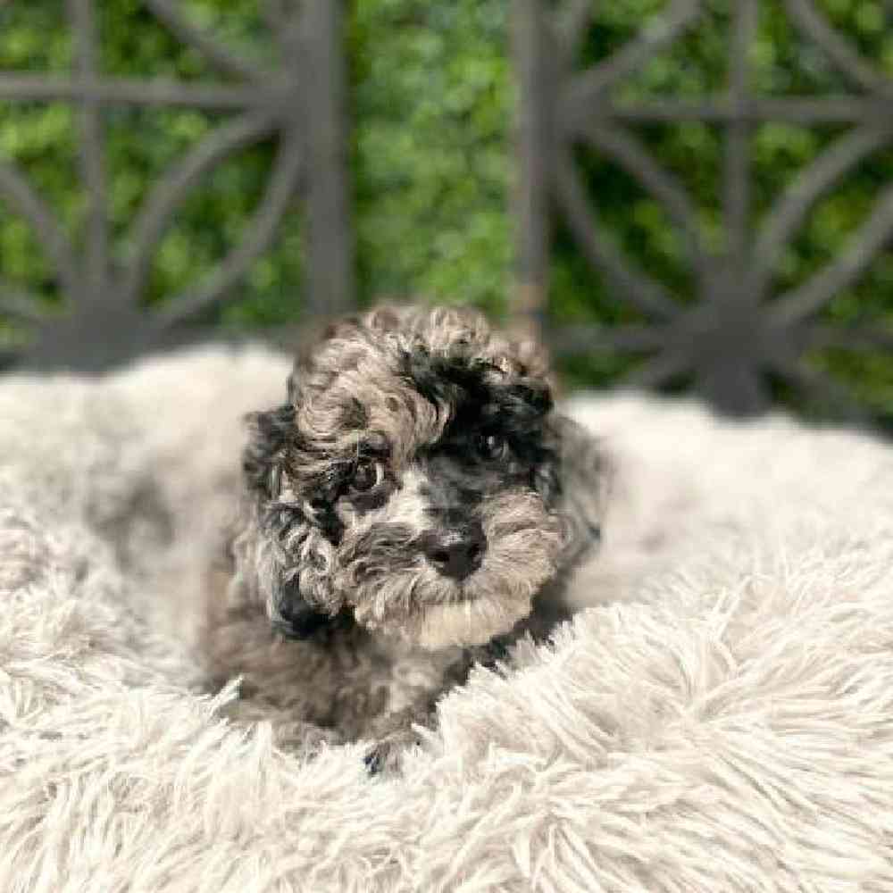 Male Poodle Puppy for Sale in Rogers, AR