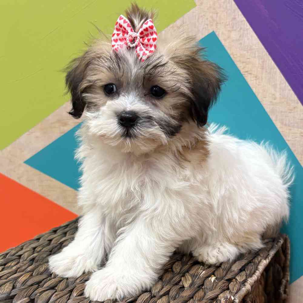 carousel pet images