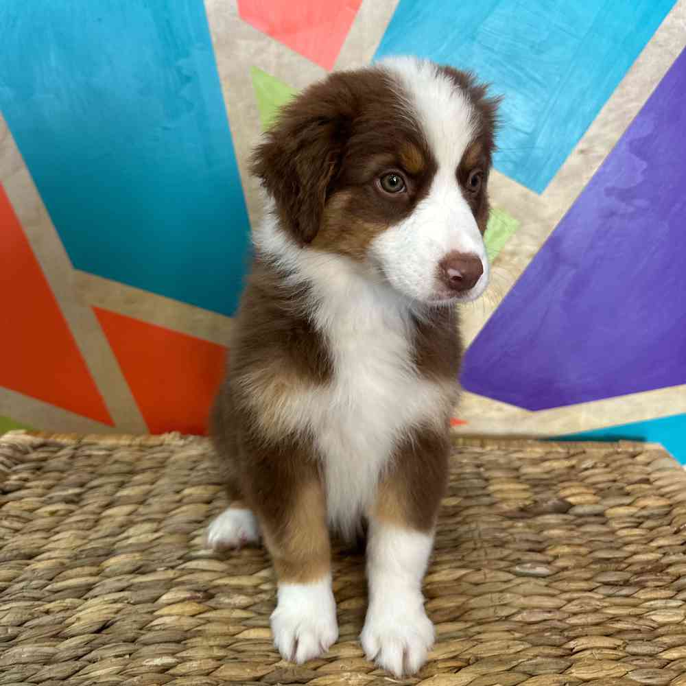 carousel pet images