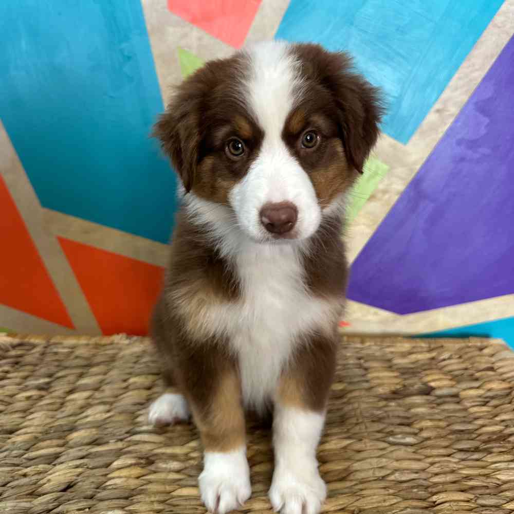 carousel pet images