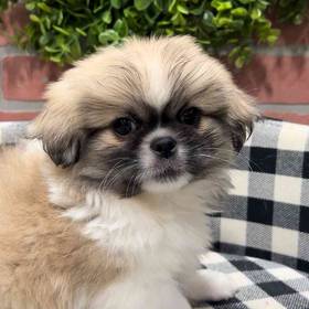 Pekingese