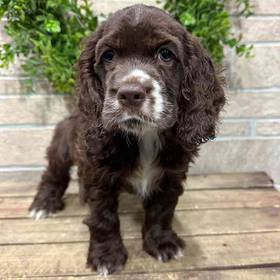 Cocker Spaniel