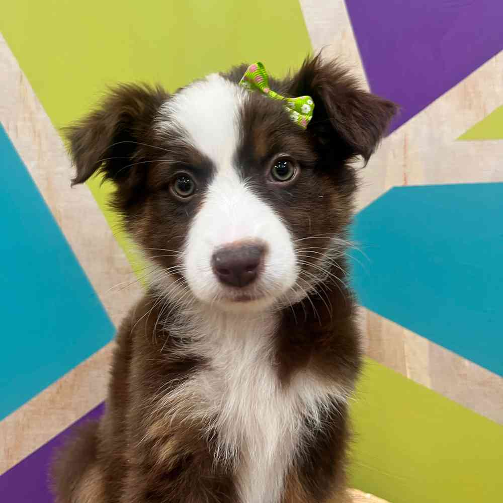 carousel pet images