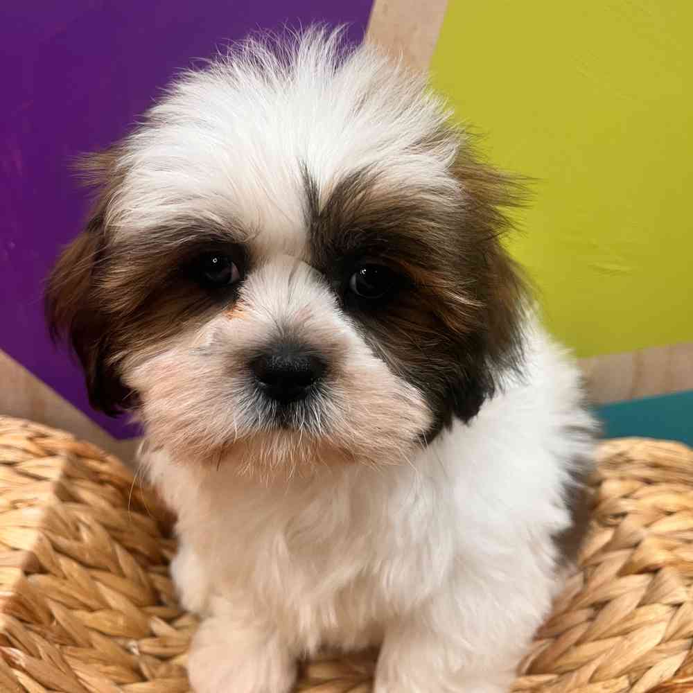 carousel pet images