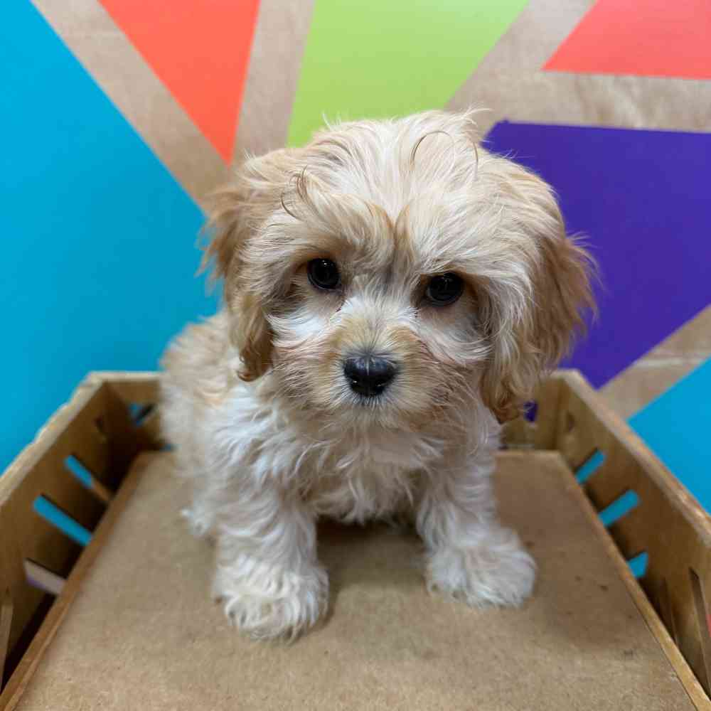 carousel pet images