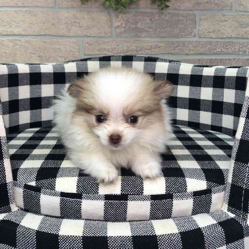 carousel pet images