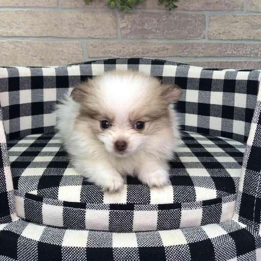 Male Pomeranian Puppy for sale