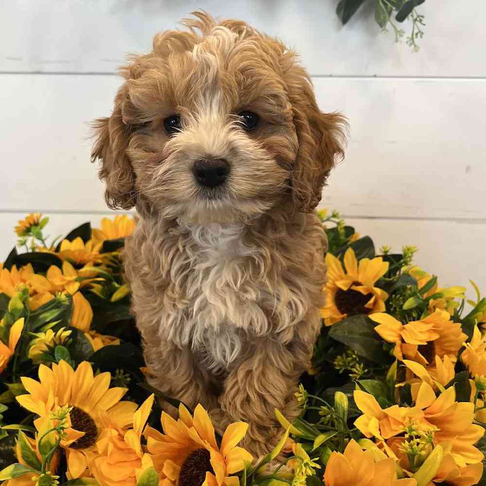 Male Cockapoo Puppy for Sale in Fayetteville, AR
