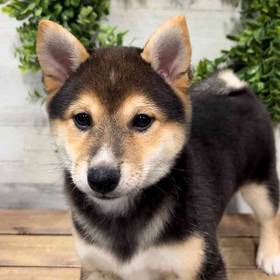 Shiba Inu