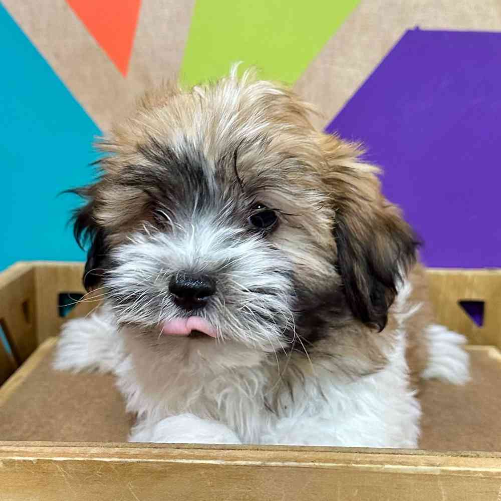 carousel pet images
