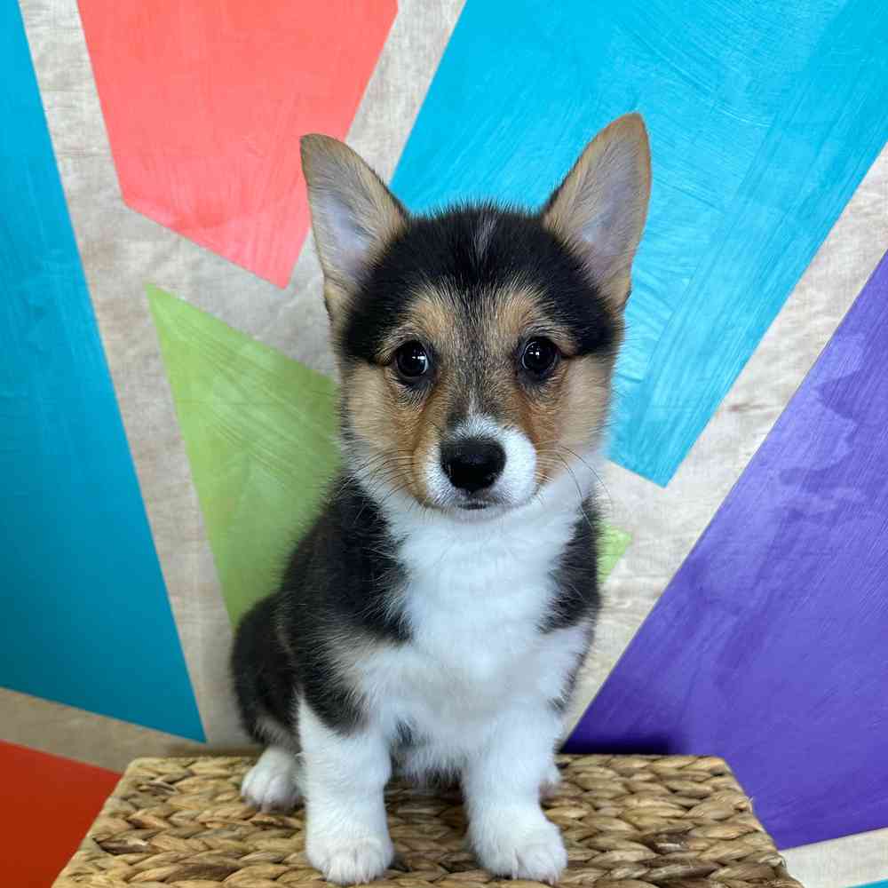 carousel pet images