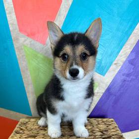 Pembroke Welsh Corgi
