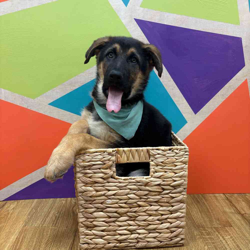 carousel pet images