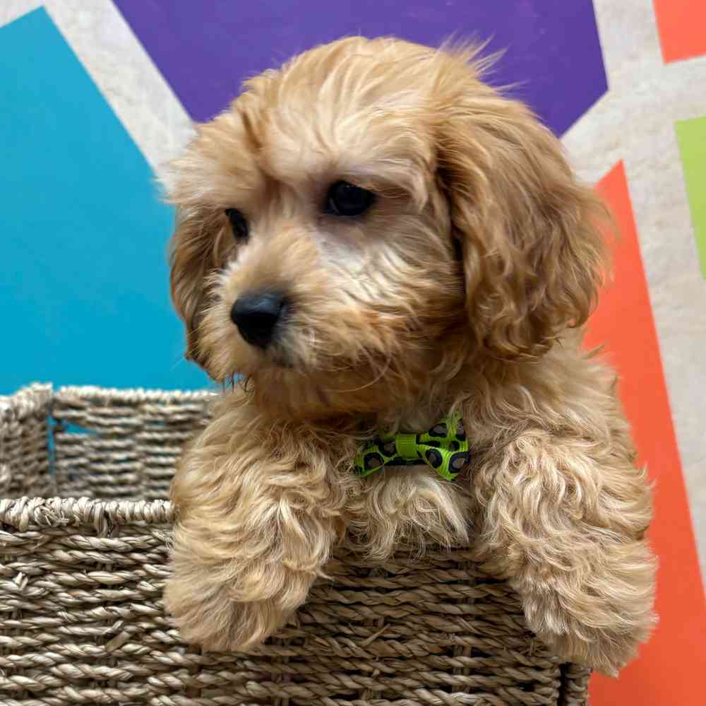 carousel pet images