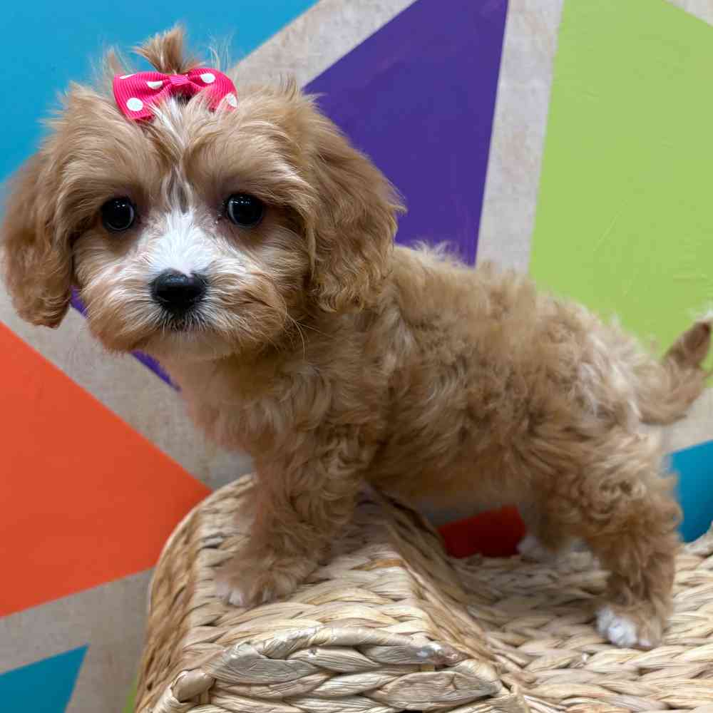 carousel pet images