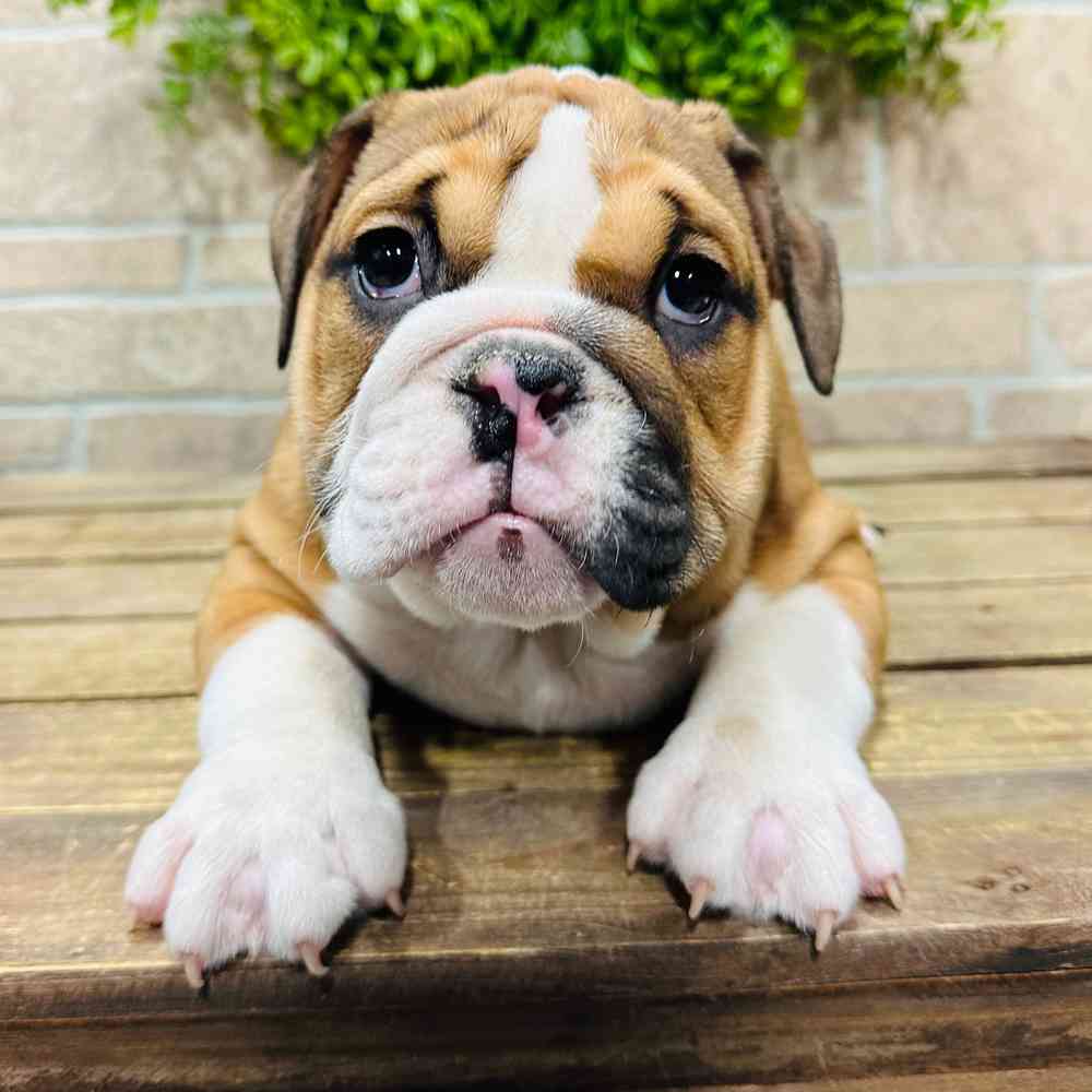 carousel pet images