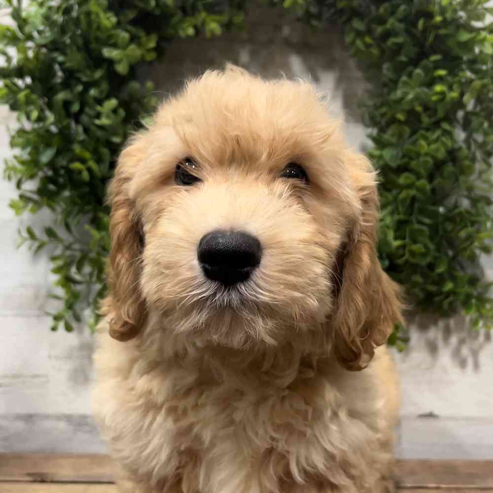 carousel pet images