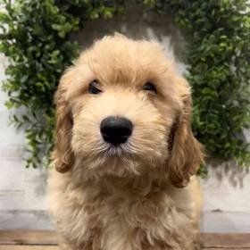 Mini Goldendoodle