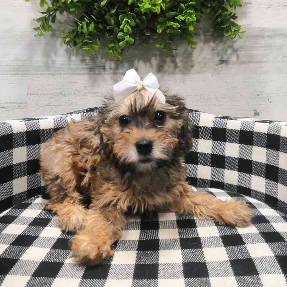 carousel pet images