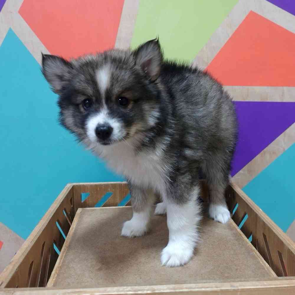 carousel pet images
