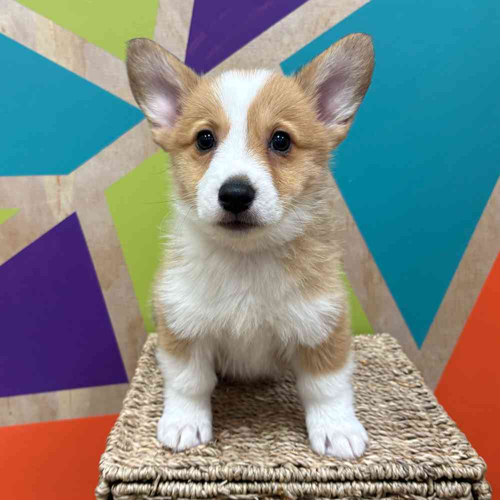 carousel pet images