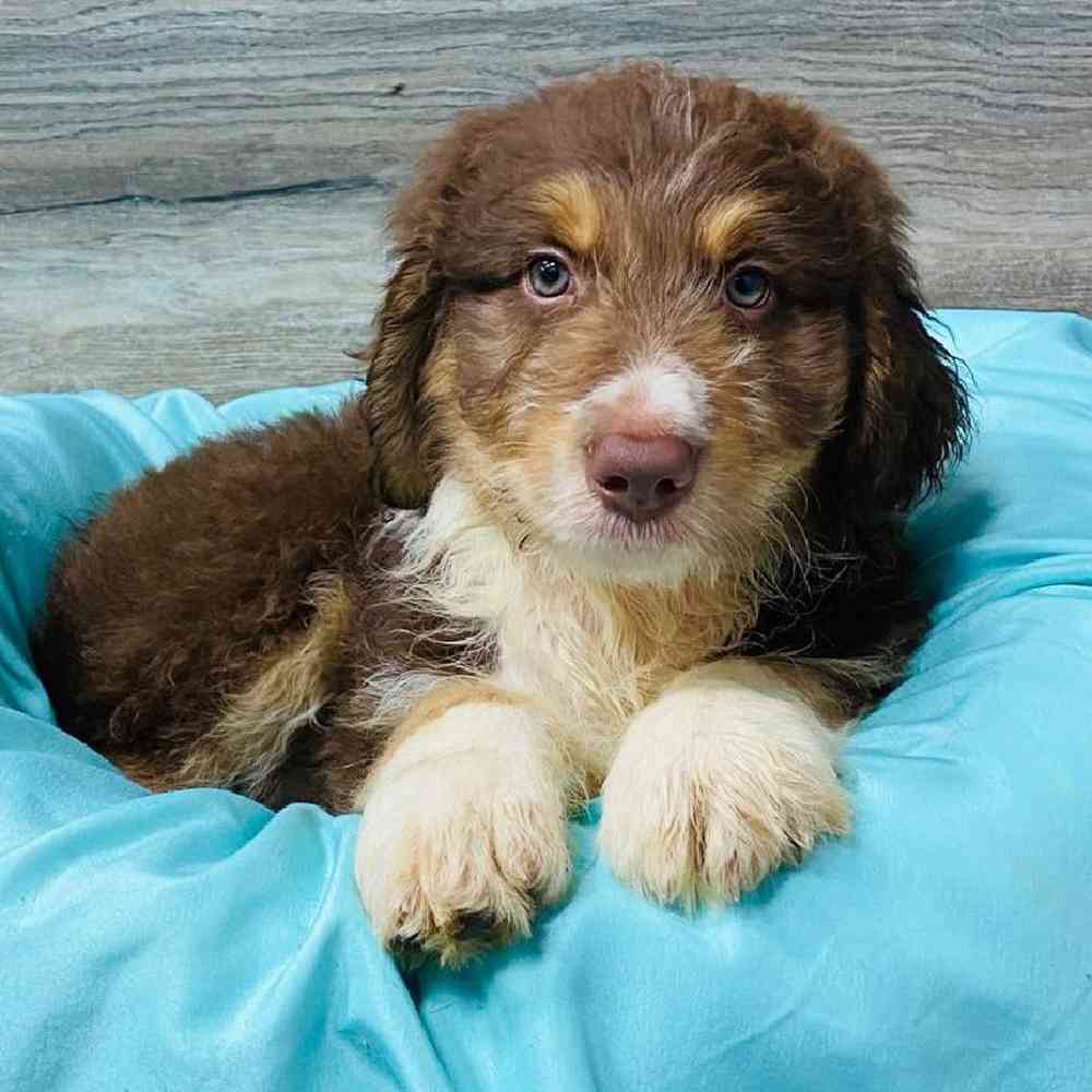carousel pet images