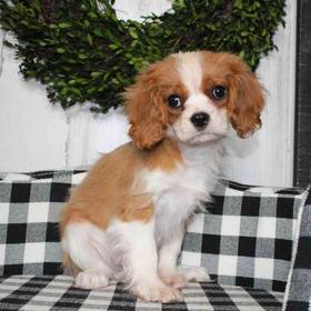 Cavalier King Charles Spaniel