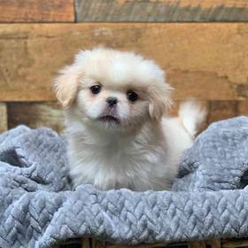 Pekingese