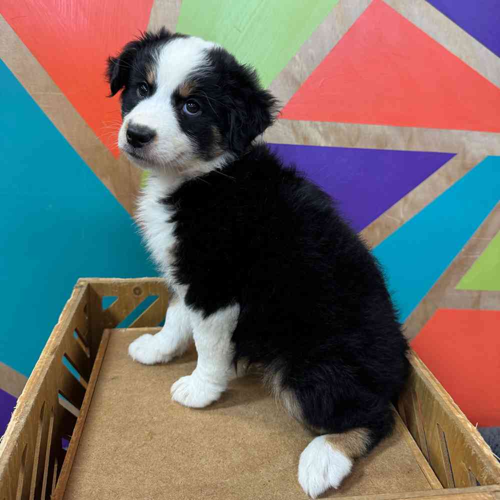 carousel pet images