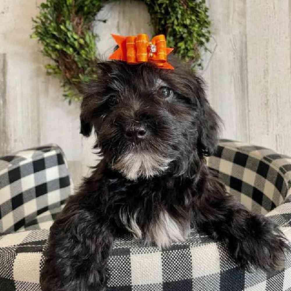 Female Morkiepoo Puppy for sale