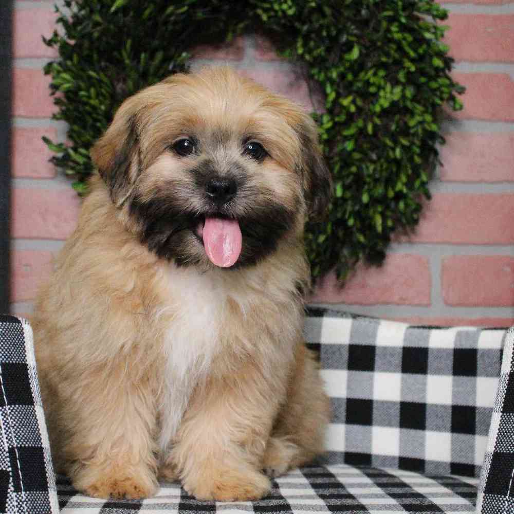 Male Shih Tzu-Pom Puppy for sale