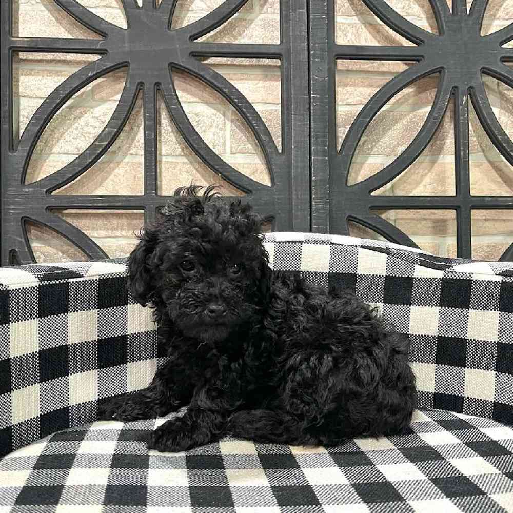 Female Poodle Puppy for sale