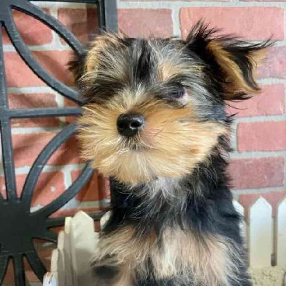 Female yorkie puppy for sales sale