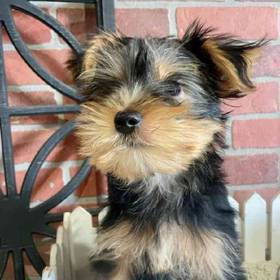 Yorkie