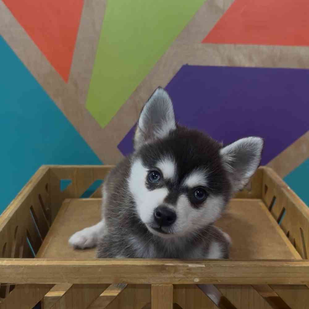 carousel pet images