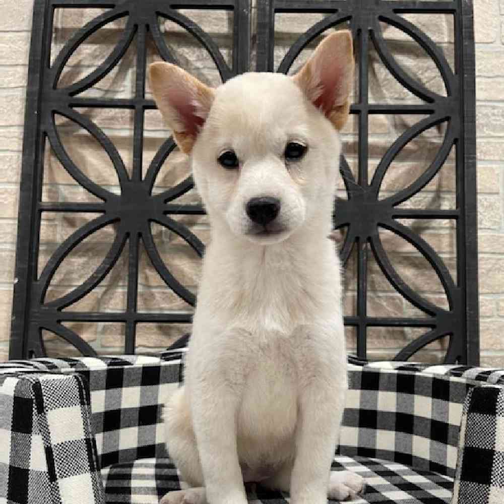 Female Shiba Inu Puppy for sale