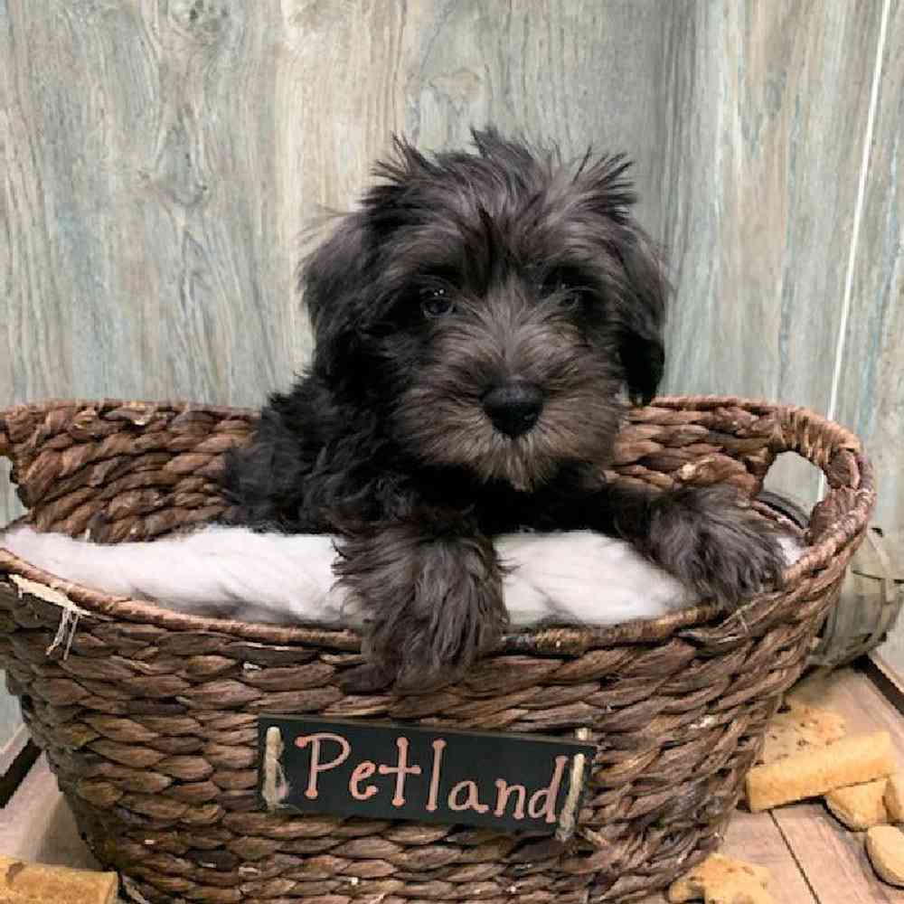 carousel pet images
