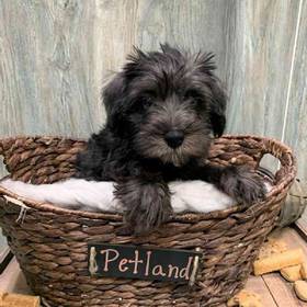 Schnoodle