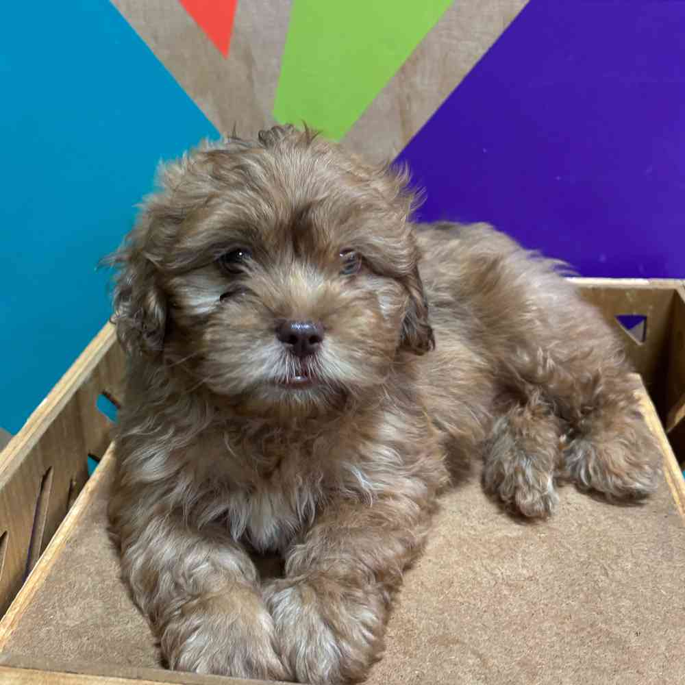 carousel pet images