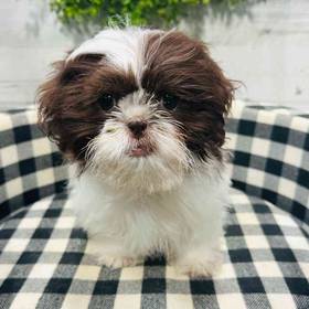 Shih Tzu