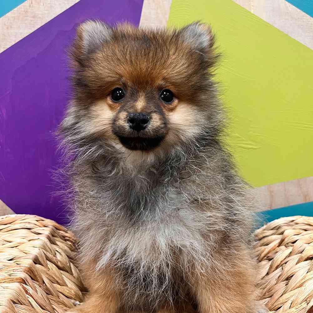 carousel pet images