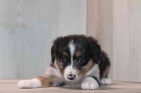 Mini Aussiedoodle