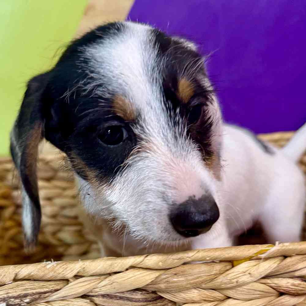 carousel pet images