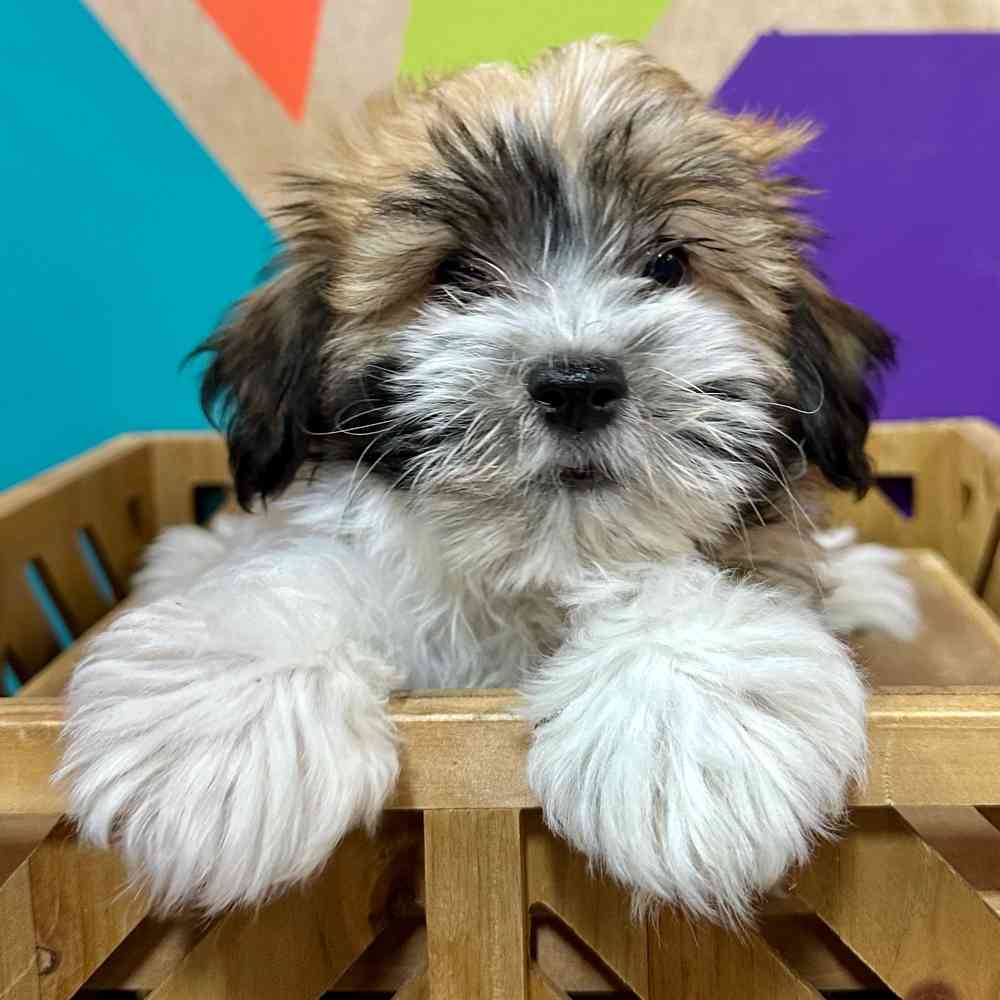 carousel pet images