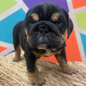 English Bulldog