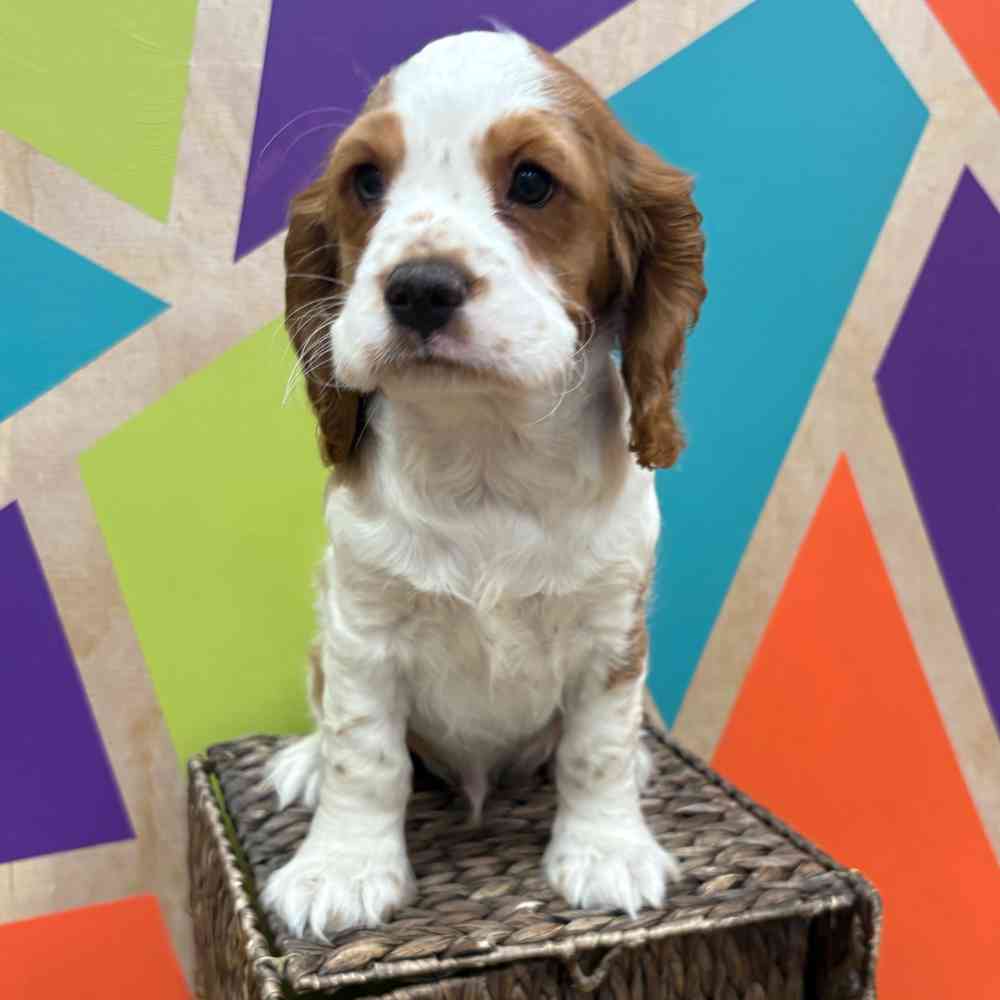 carousel pet images