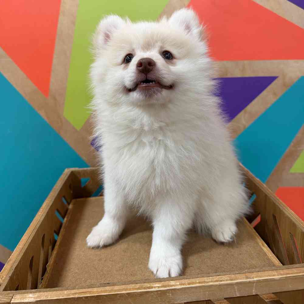 carousel pet images